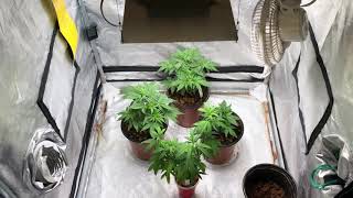 Led and HPS tent growing
