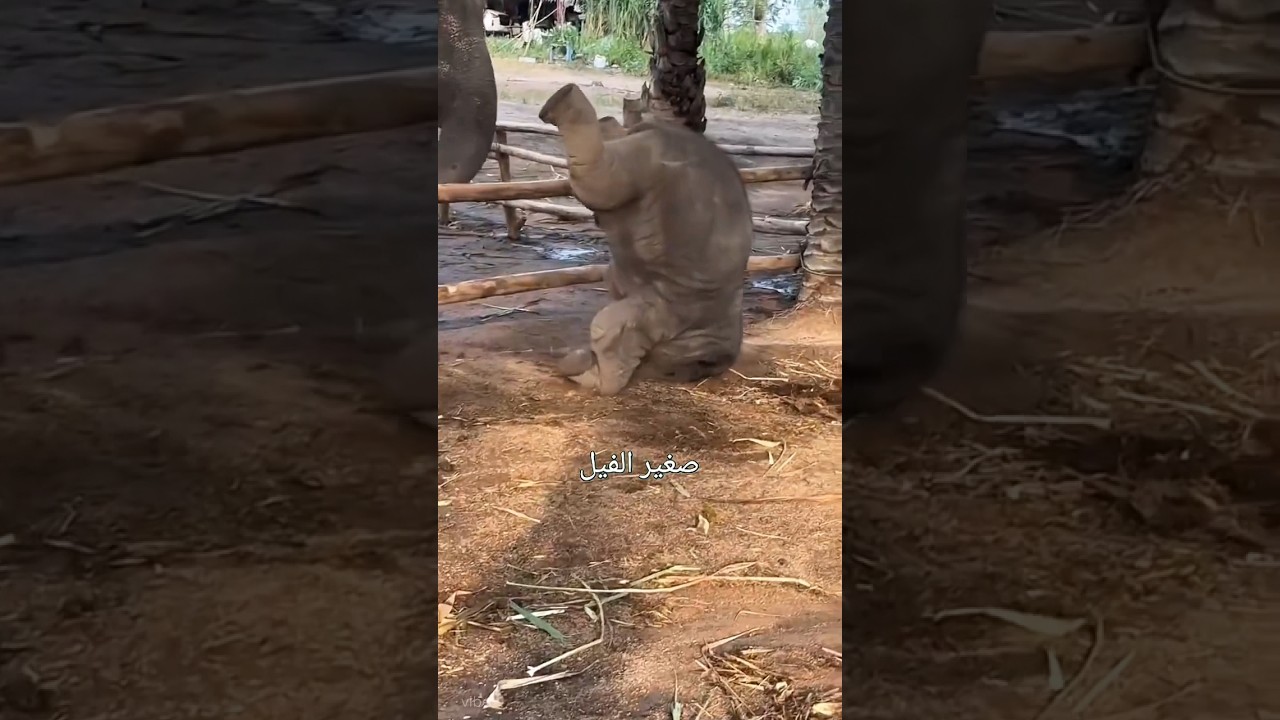 هل تعلم هذا عن الأفيال؟ 😳