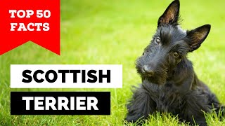 99% of Scottie Owners Don't Know This by Dogs Wiz 320 views 4 days ago 13 minutes, 10 seconds
