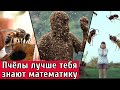 Пчёлы знают математику и умеют считать