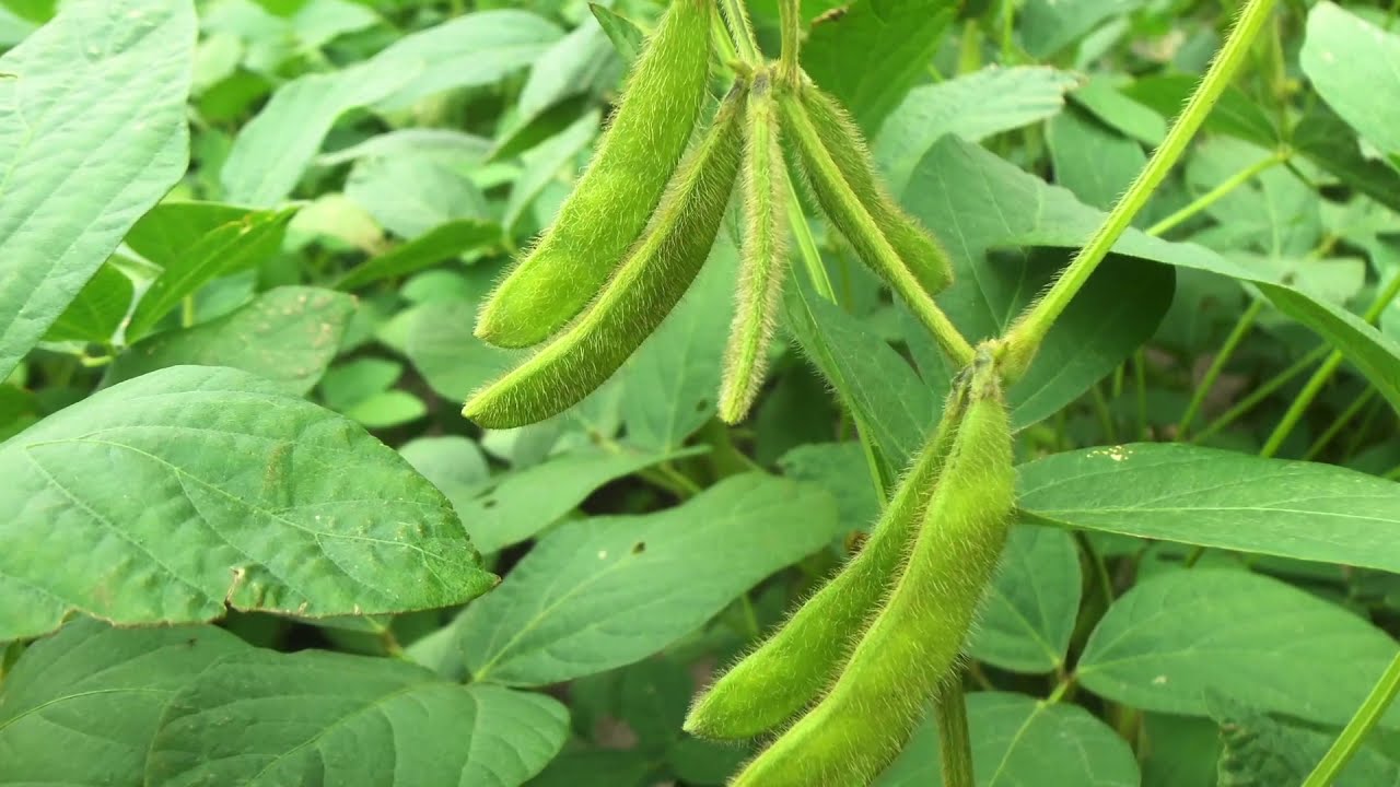 Pollinators in Peril: Farming for the Future – Kansas Rural Center