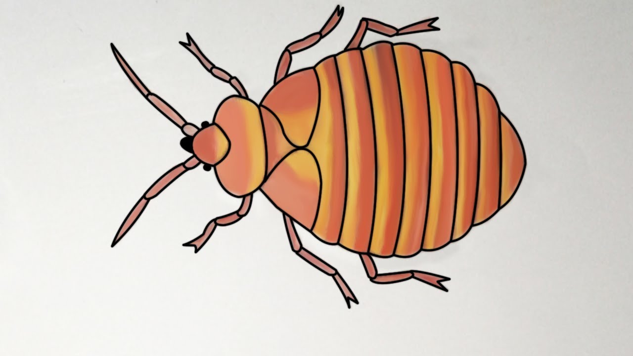 how to draw a bedbug | how to draw a bed bug step by step | easy bed
