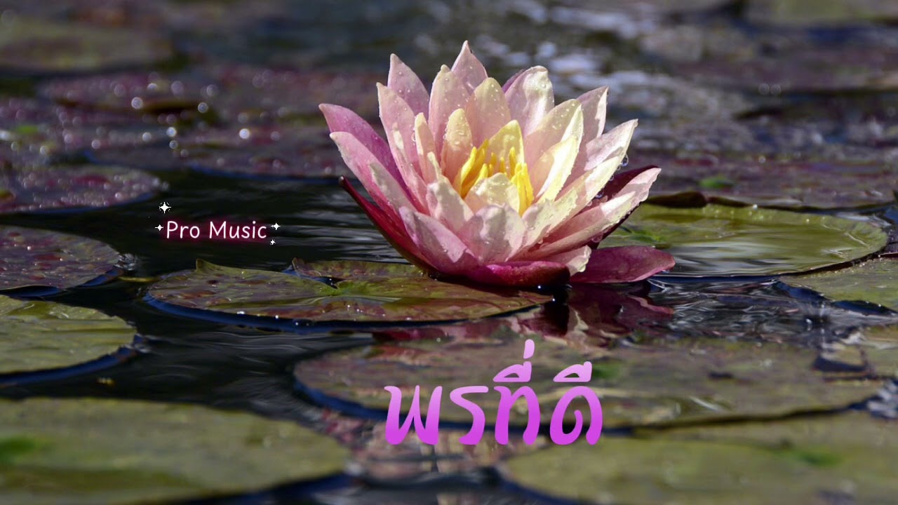 พรที่ดี - Pro Music