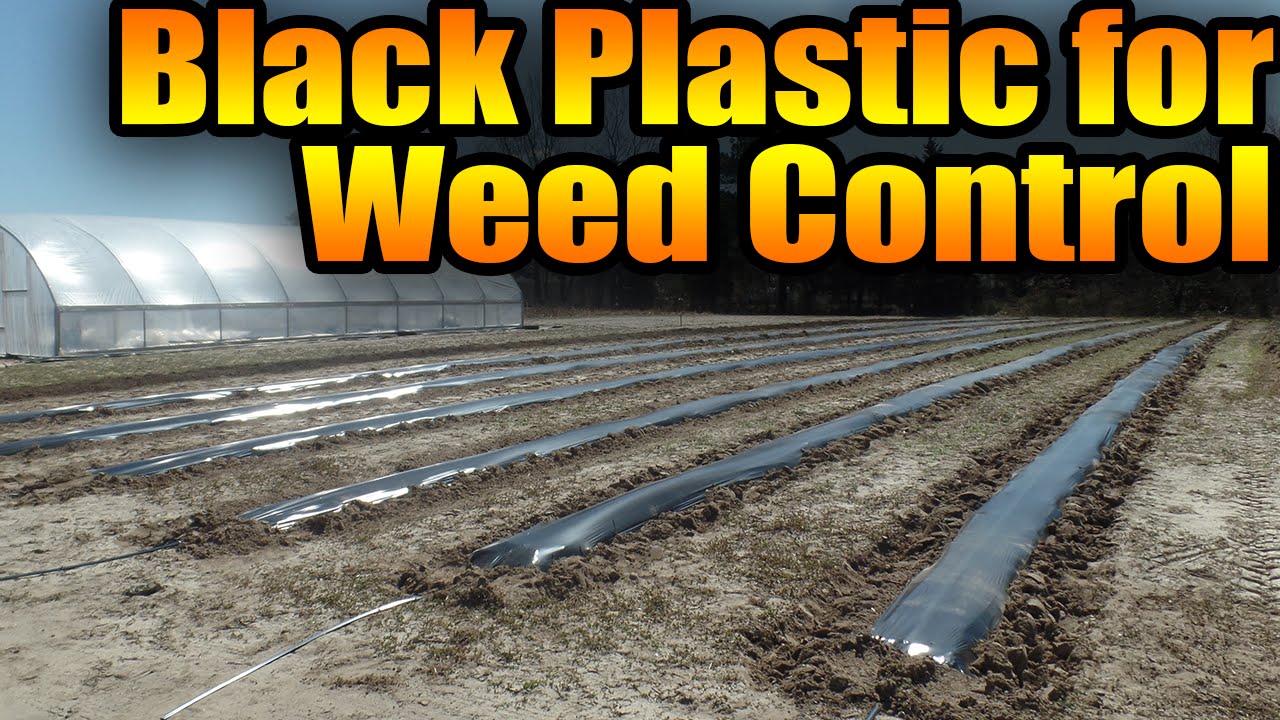 Black Plastic For Weed Control You, Is Black Plastic Good For Gardens