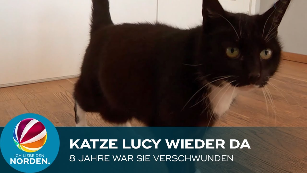 Verschwundene Katze Lucy nach fast acht Jahren wieder da