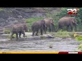 അതിരപ്പിള്ളിയിൽ പുഴയിൽ തമ്പടിച്ച് ആനക്കൂട്ടം; കാടുകയറ്റി വനം വകുപ്പ് | Athirappilly | Wild Elephant