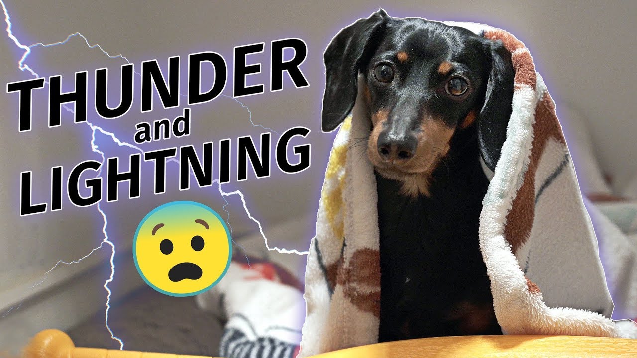 Crusoe Dachshund Scared of Thunderstorm! Hides in Closet