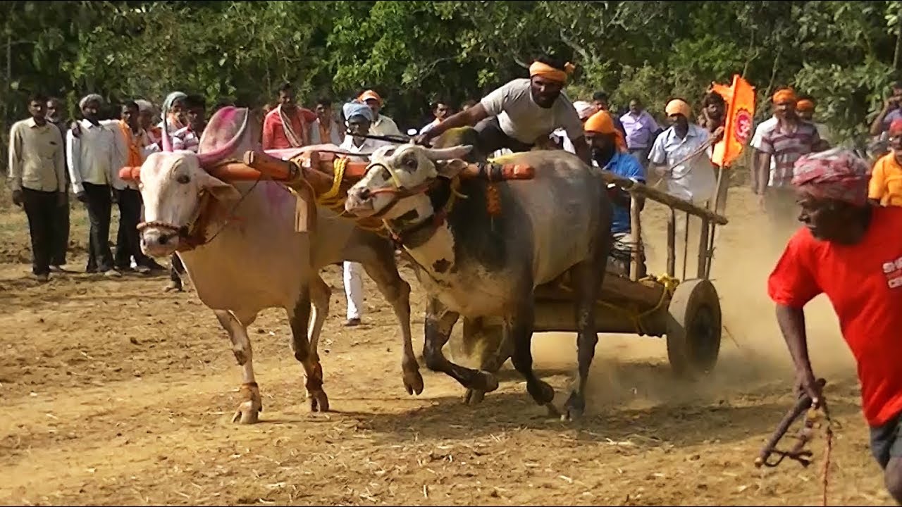 Powerful Mudekoppa bulls | Tergaon bailgadi sharyat