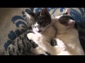 Котята ласкают друг друга  Kittens caress each other