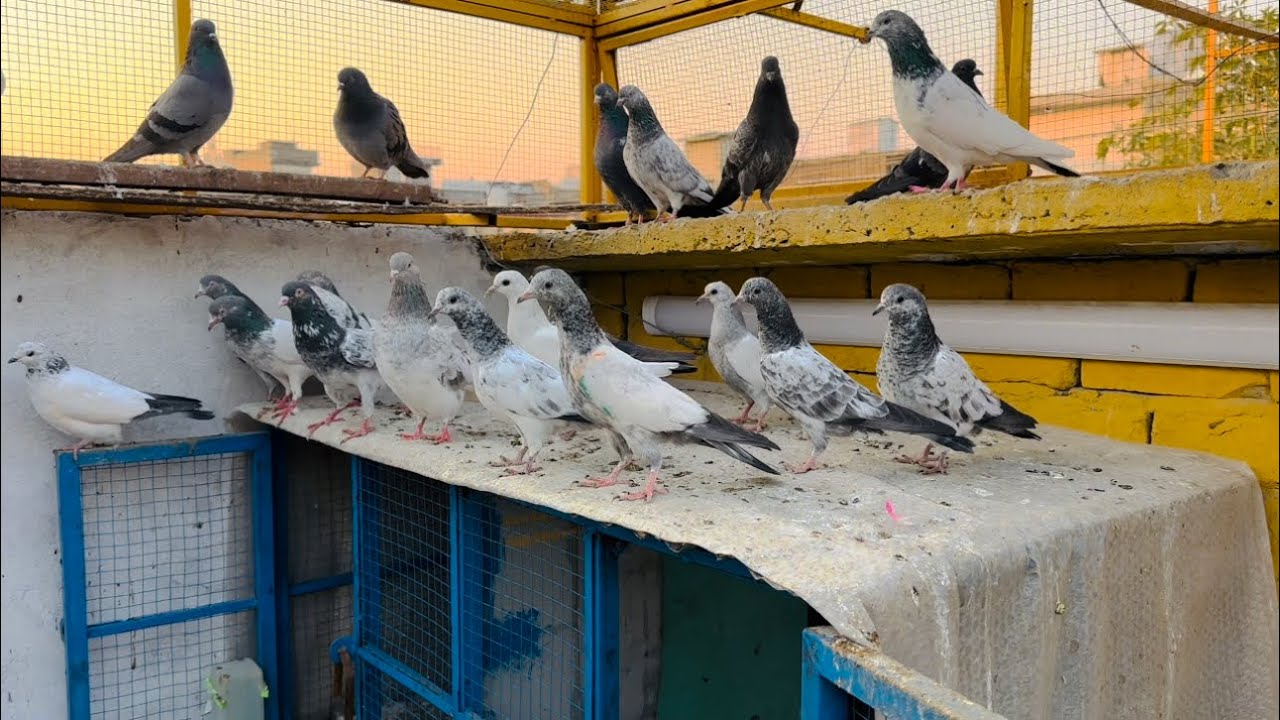 Breeder kabutar or babypigeons gifts aye 😍 | Dar pigeons club | 