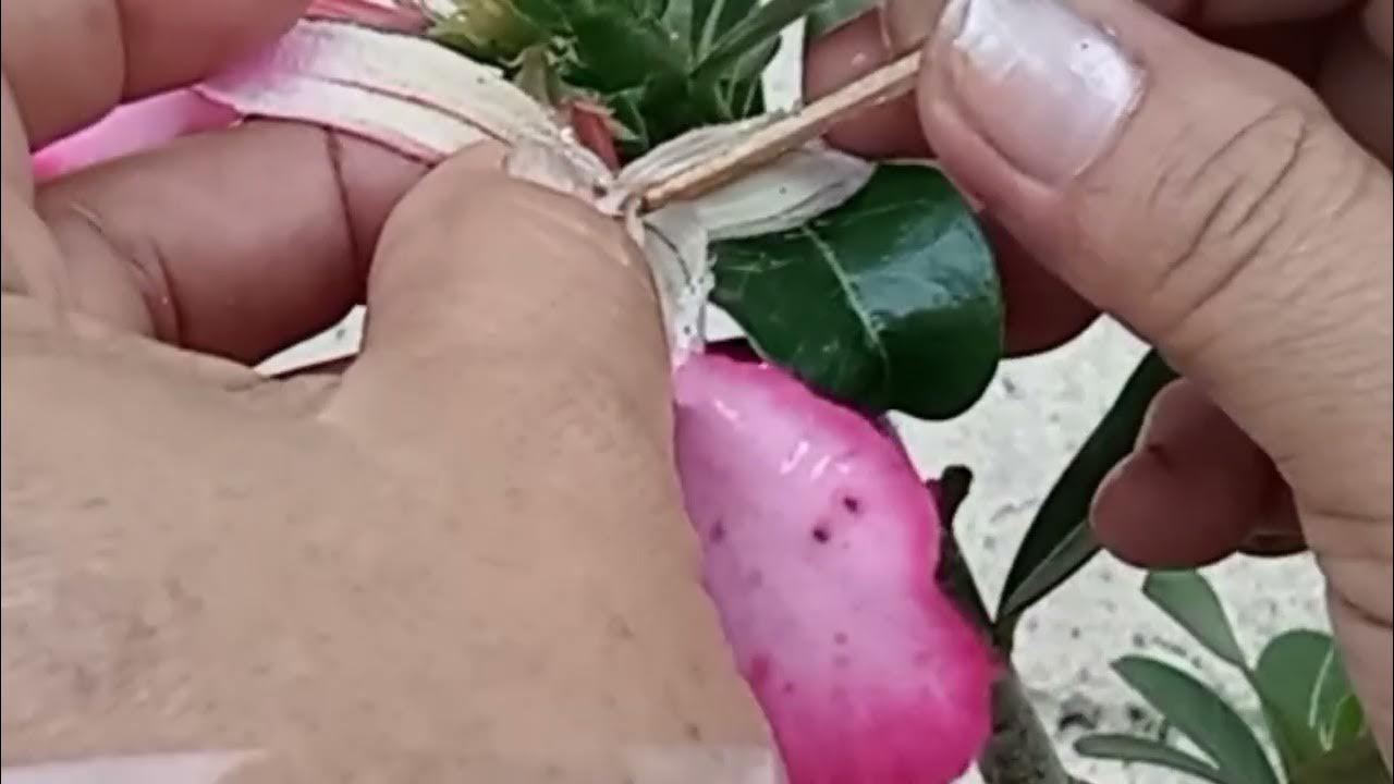 How to pollinate adenium or desert rose.maggievlogs 1947 YouTube