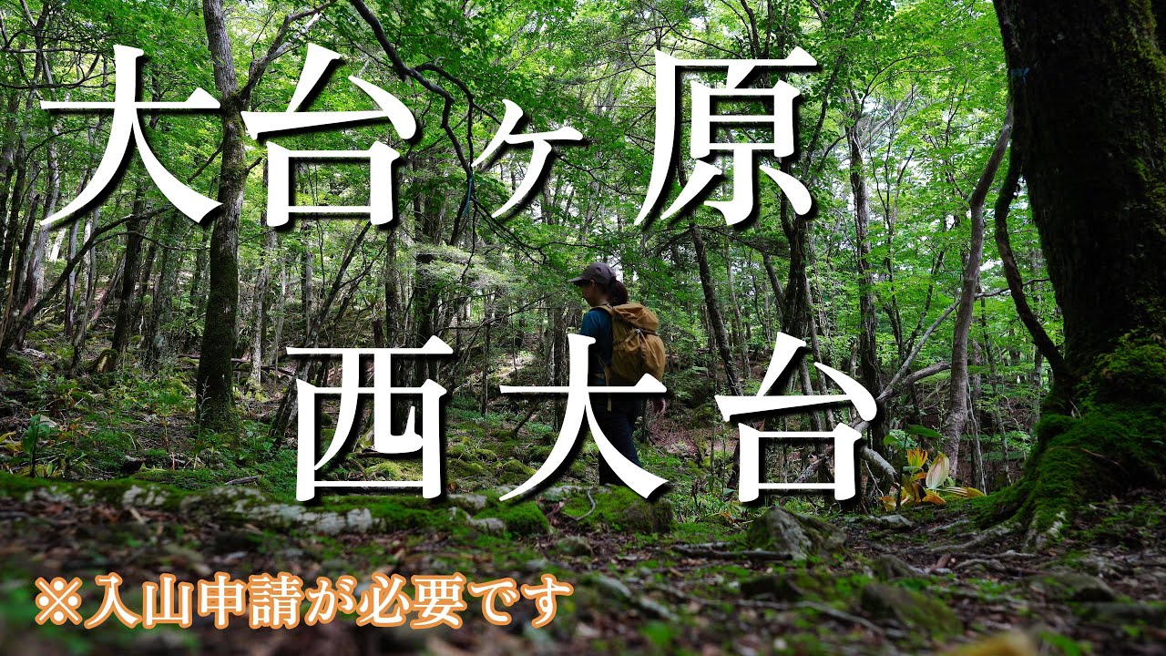 4K【大台ヶ原】（入山許可必要）苔むす森「西大台」をトレッキング