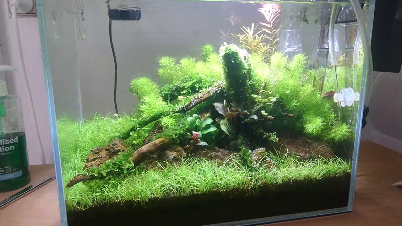 flexi mini aquarium