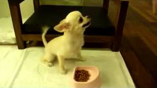 Chihuahua Over Excited, Attacks the Owner Hand :)