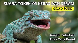 SUARA TOKEK YG KERAS SERAM, TOKAY GECKO SOUND, ASMR SUARA TOKEK, SUARA TOKEK ASLI 1 JAM