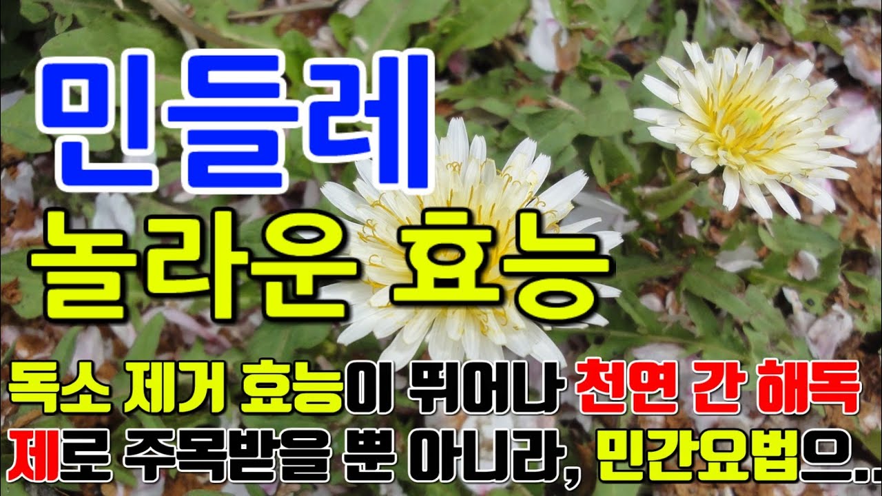 민들레의 놀라운 효능 9가지 \u0026 부작용 / 독소 제거에 효능이 뛰어나 천연 간 해독제로 주목받을 뿐 아니라, 민간요법으로도 활용되고 있습니다.