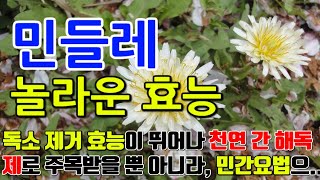 민들레의 놀라운 효능 9가지 & 부작용 / 