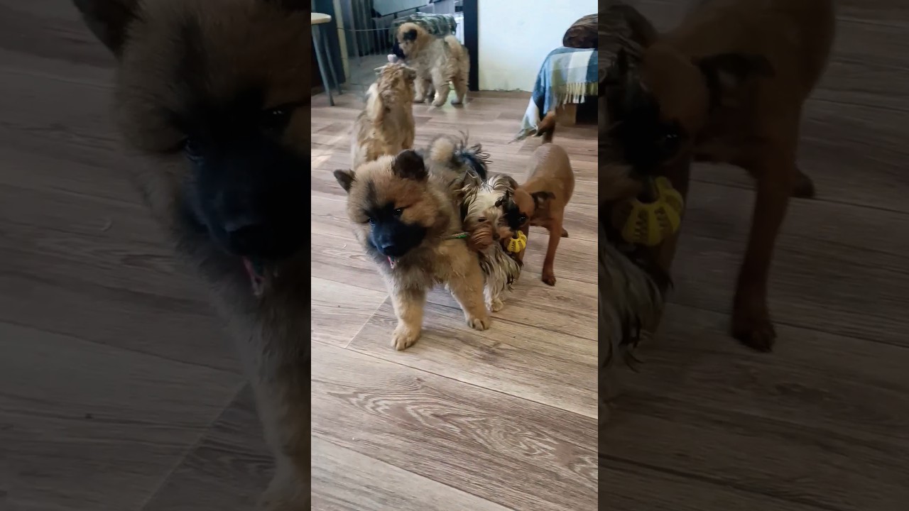 Детский сад / Евразиер / Банда щенков 