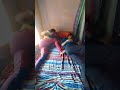 khandeshi comedy on lockdown