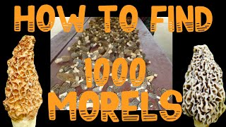 Famous 🔥How to Find 1000 Morel Mushrooms in 2024🔥 Elm Tree ID, secrets, #morelmushroomhunting, #foraging Profile