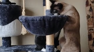 Dusty TEACHES Oreo how to get the toy! #cat #cats #catvideos