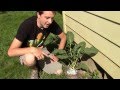 Simple and Cheap Way to Prevent the Cabbage Root Fly!