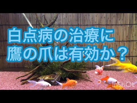 金魚 白点病の治療に鷹の爪は有効か Youtube