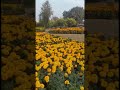 Jinnah Park - How Beautiful Is Allah’s Creation 🧡