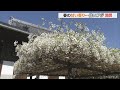徳川家ゆかりの寺で白いフジの花が見ごろ　愛知・岡崎市