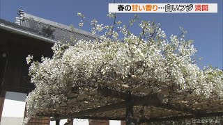 徳川家ゆかりの寺で白いフジの花が見ごろ　愛知・岡崎市
