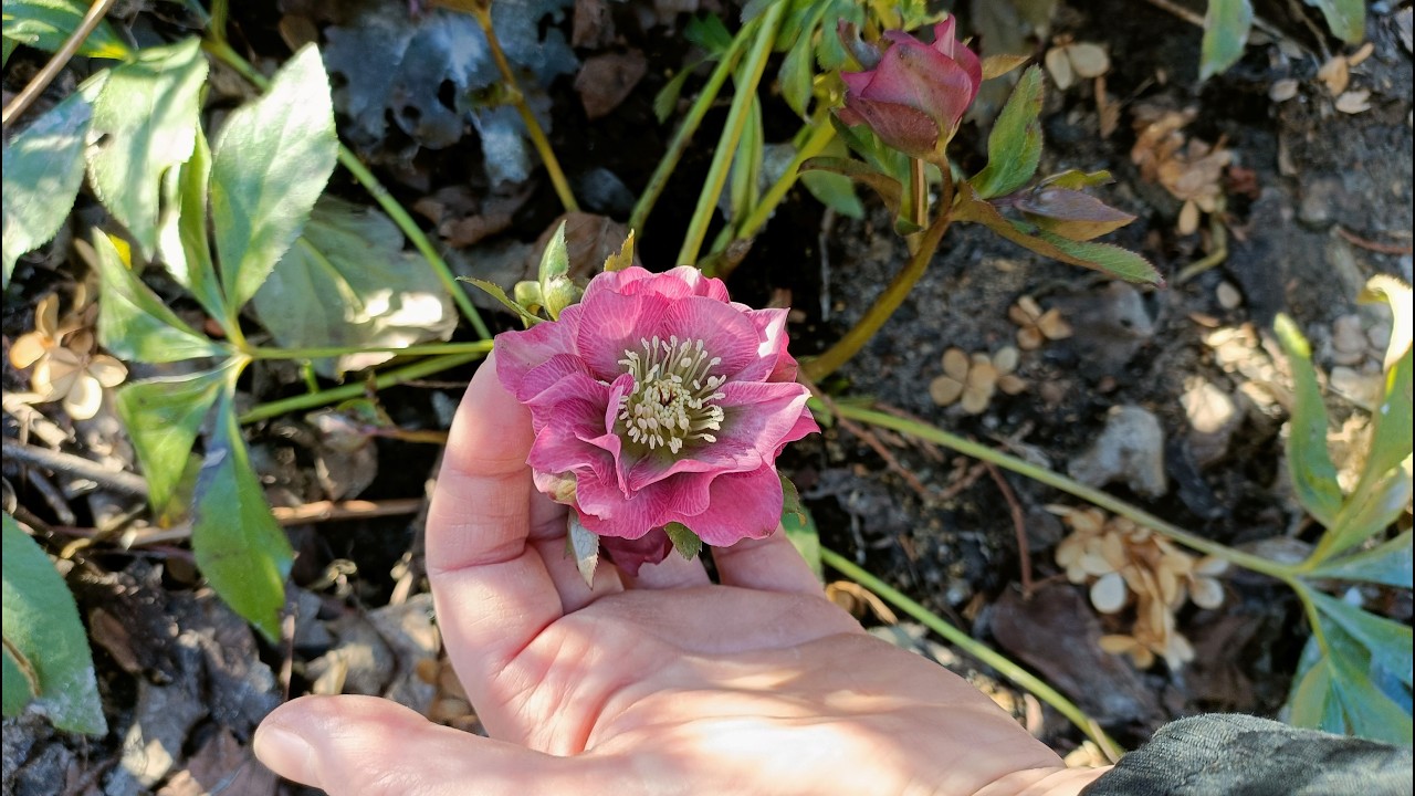 Marzec prace - róże -lawendy - cebulowe -trawy -warzywnik -ciemierniki