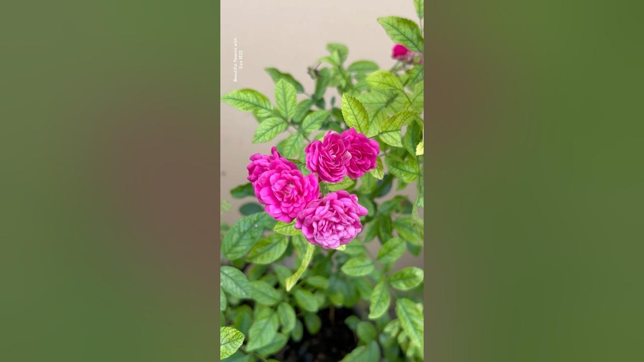 Blooming Miniature Roses || Home Gardening | #flowers #youtubeshorts #trendingshorts #shorts #rose Blooming Miniature Roses || Home Gardening | #flowers #youtubeshorts #trendingshorts #shorts #rose