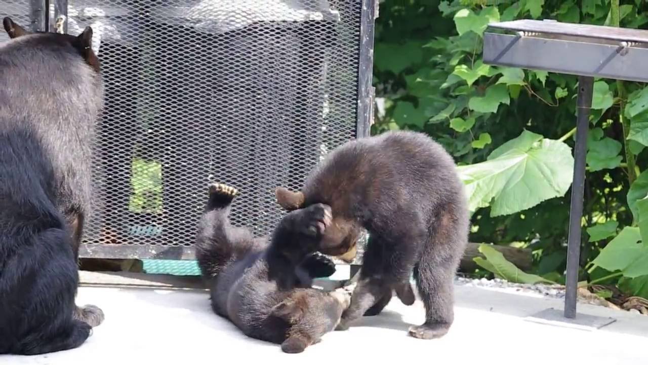 Momma bear and her 2 cubs in Gatlinburg, TN Thomson Trip to Mansion In ...