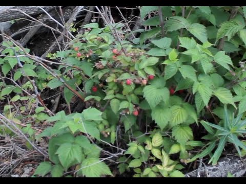 How to find Wild Raspberries