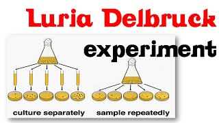 Luria delbruck experiment