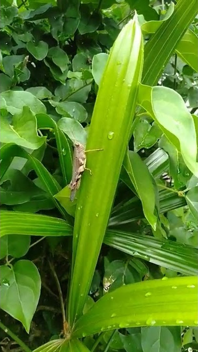simantis Manis dan sayang