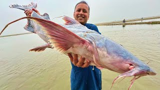 A Huge Fish Cooking In Village Biggest Fish Cutting Mubashir Saddique Village Food Secrets