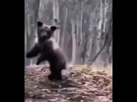 Медведь 🐻🐻🐻 - YouTube