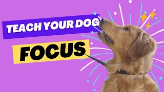 Teach Your Dog To FOCUS ON YOU Around Distractions