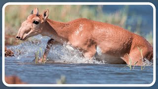 Breathing Life into the Steppes: The Fascinating Anatomy of the Saiga Antelope by Amazing world of Animals 99 views 1 year ago 3 minutes, 5 seconds