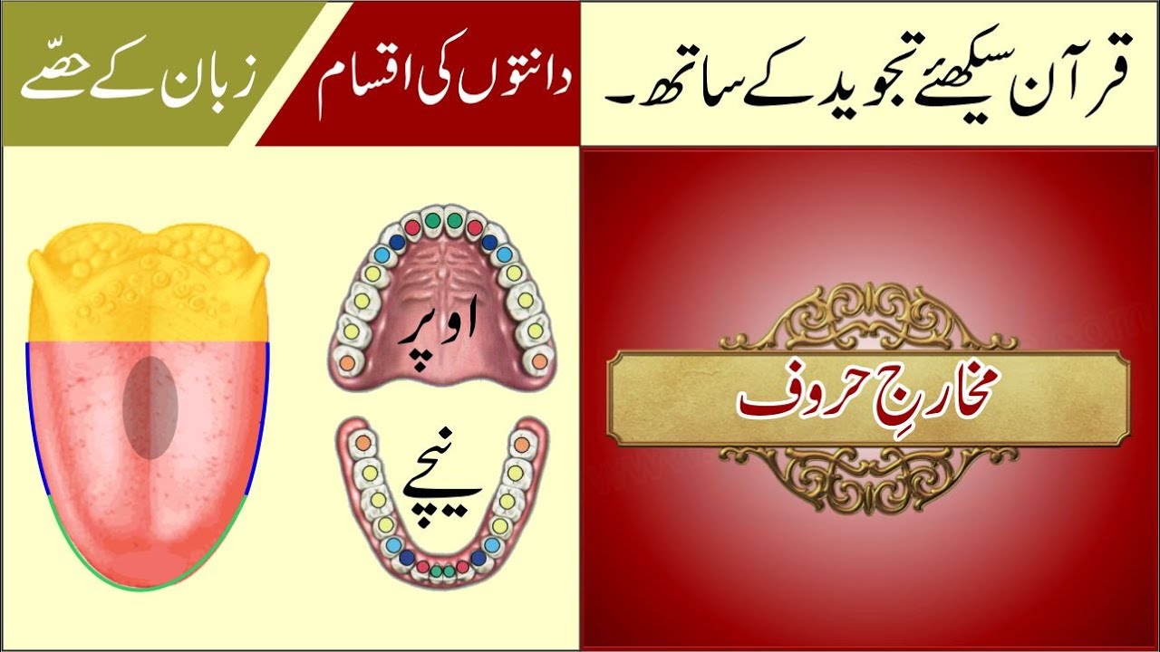 Parts of Tongue & Types of Teeth Lesson No 9 Tajweed Rules in Urdu