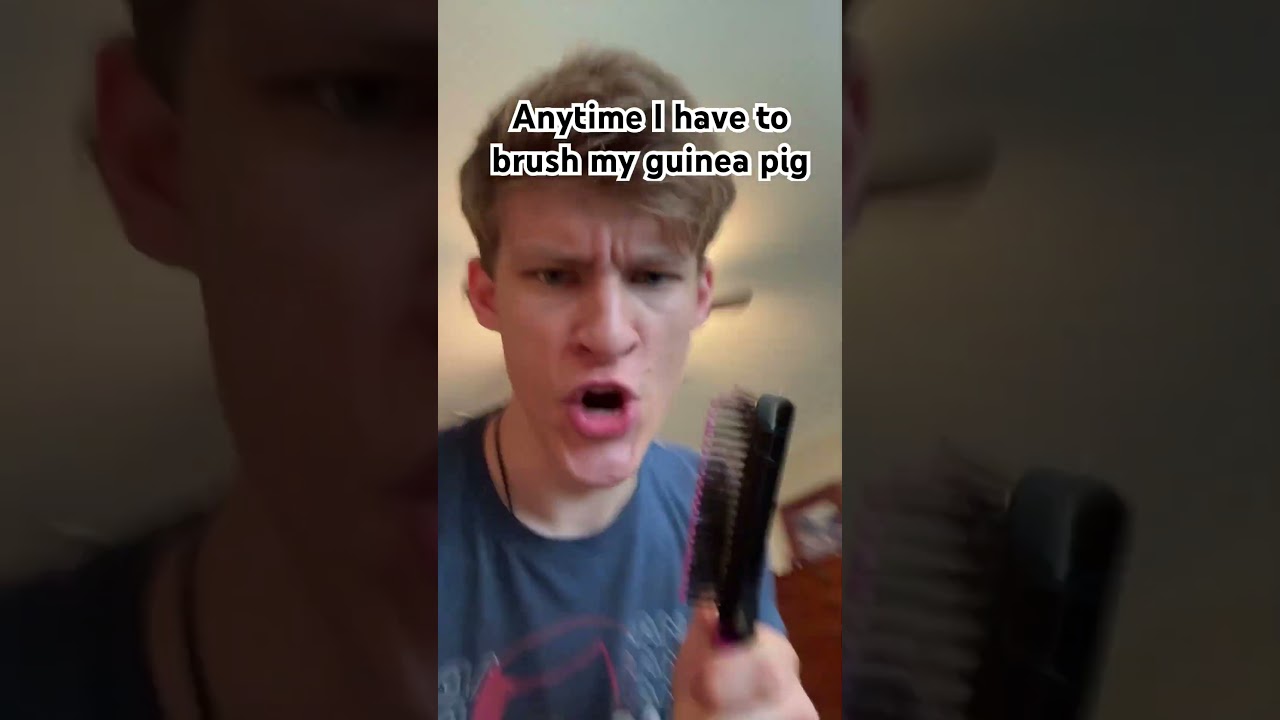 Когда я расчесываю свою морскую свинку 