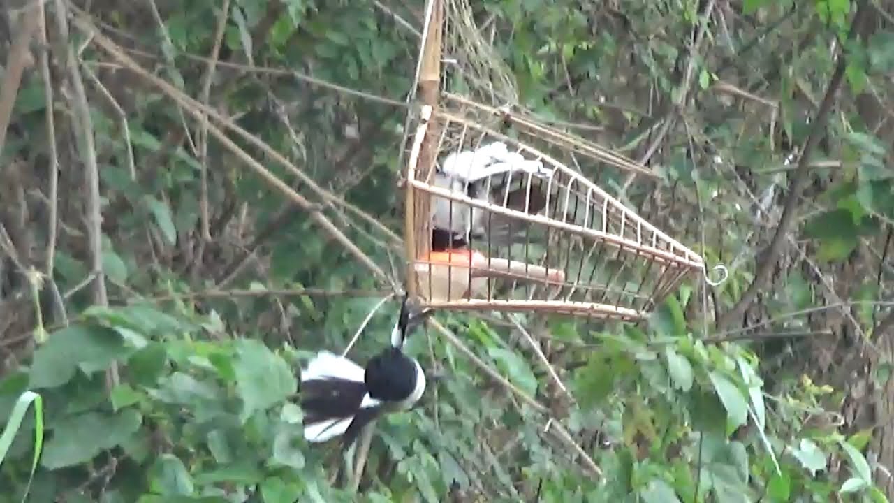 bẫy choè than