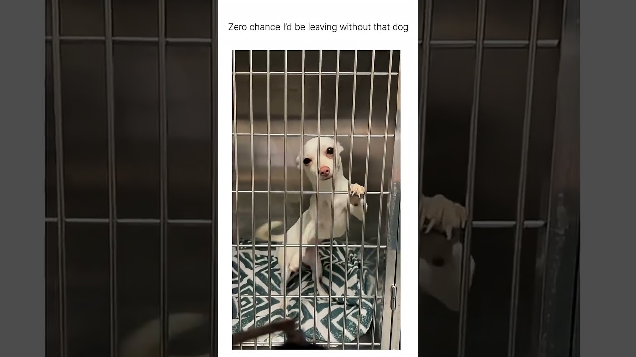 🚨GOOD NEWS 🚨 shes adopted 😁 (via susanjosephri/tt)