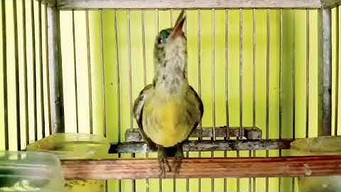 Kolibri manggar TROTOL gacor Full variasi Tembakan pedas cocok buat masteran korlap bahan
