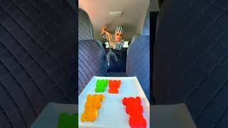 Thief And Guard Squid Game - Jelly Bear