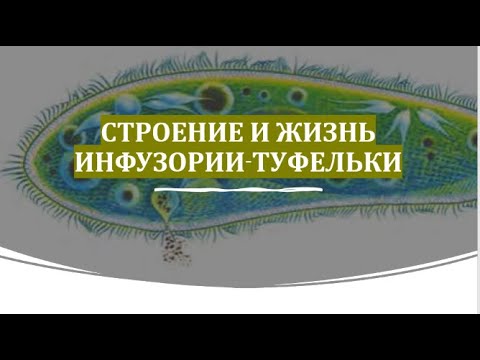 13. Строение и жизнь инфузории туфельки