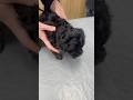 Miss Mini now Lilly at her 6 wk vaccination appointment #moodle #puppy #puppies #puppyvaccination