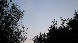 dusk bats flying