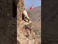 The goat is stuck in a rock, but... #reallife #animals #animals #shortclips #animotion